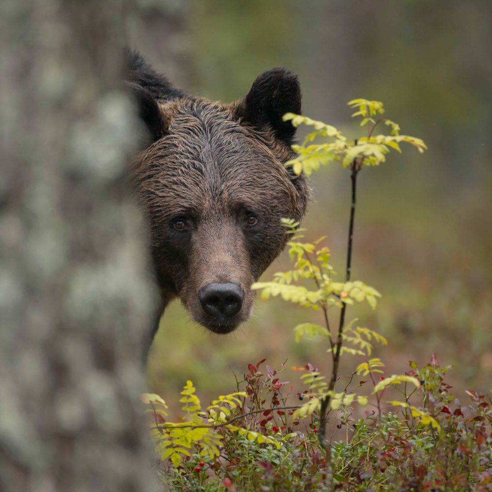 What is Bear Spray and How Can It Keep You and Your Family Safe