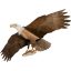 Eagle Kite Decoy