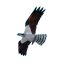 Osprey Kite