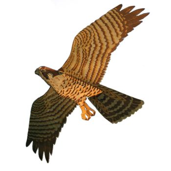 Peregrine Falcon Kite from Margo Supplies