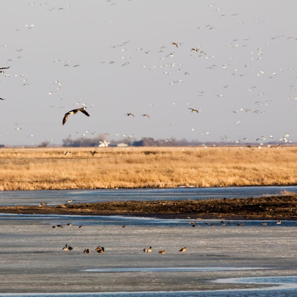Canada Geese look for a place to sit down on a busy South Dakota pond during Spring migration